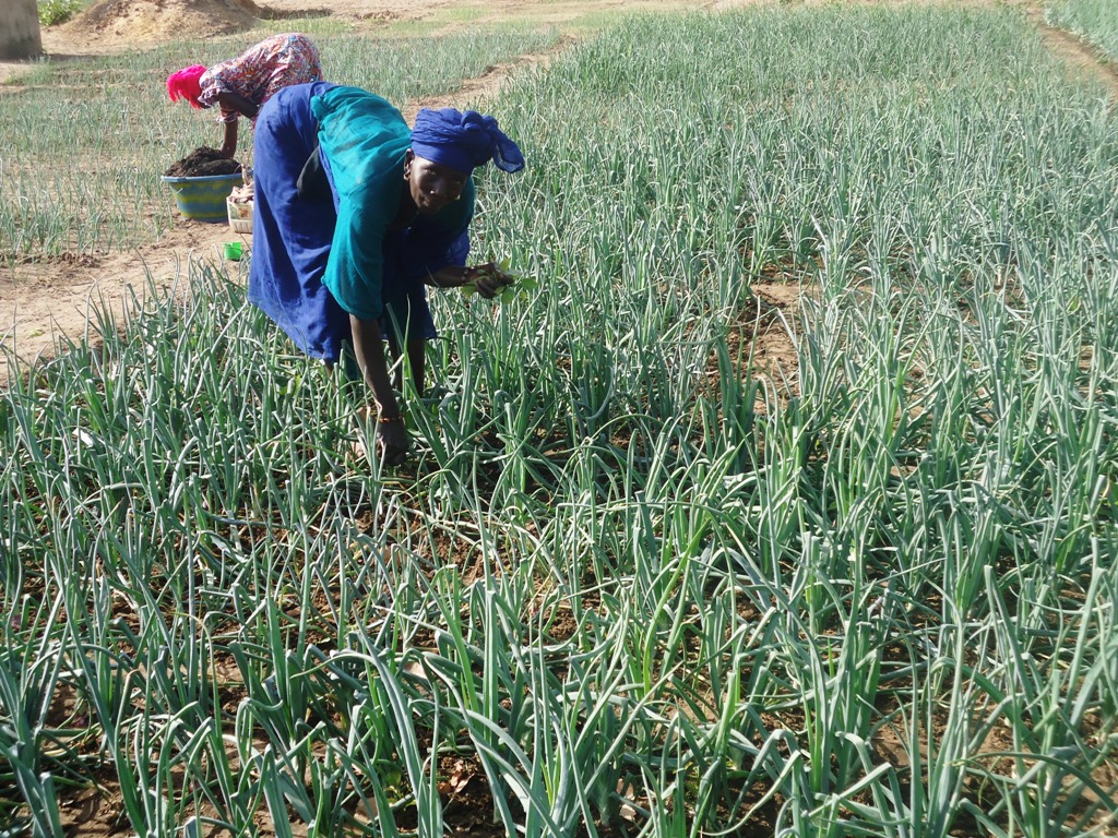 The FAO focuses on family farming to combat hunger